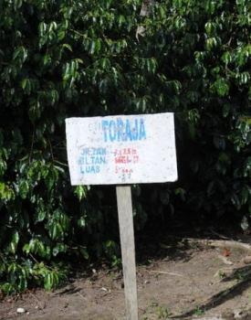 Gebrand Indonesia, Washed Arabica, Sumatra, Wahana Plantation, Toraja