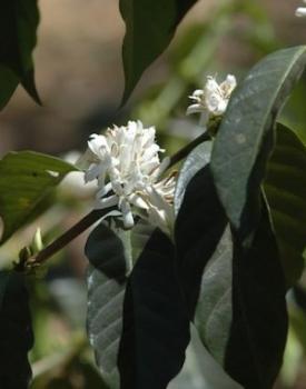 Gebrand Ethiopia Arabica, Washed, Sidamo, Grade 2