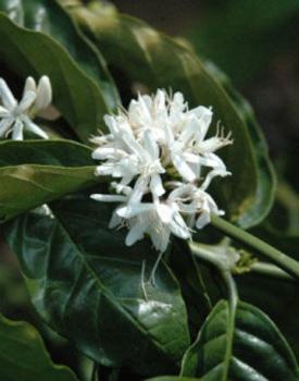 Gebrand Indonesia, Washed Arabica, Java, Blawan Estate, Grade 1