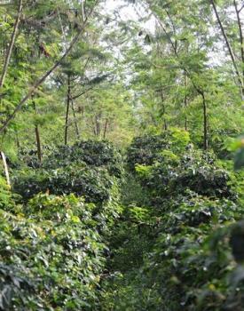 Gebrand Indonesia, Semi Washed Arabica, Sumatra, Mandheling, Grade 1, Organic