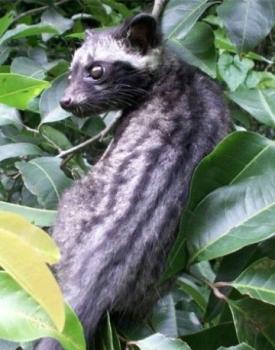 Gebrand Indonesia, Washed Arabica, Sumatra, Wahana Plantation, Luwak, Organic