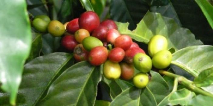 Grandoro Gourmetkaffee Dominikanische Republic Jarabacoa