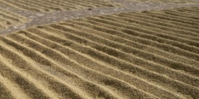 Grandoro Gourmetkaffee Indien Parchment Pearl Bean