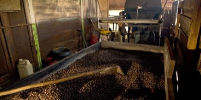 Grandoro Gourmetkaffee Sulawesi Kalossi Grade 1