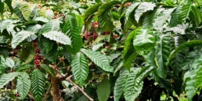 Grandoro Gourmetkaffee Sumatra Mandheling