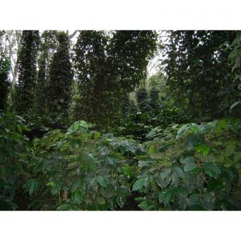 Kaffee Fredo Espresso Bonga