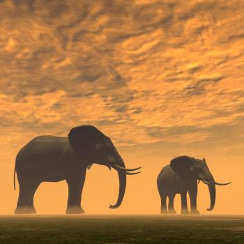 Kaffee Fredo AFRICAN - Blue