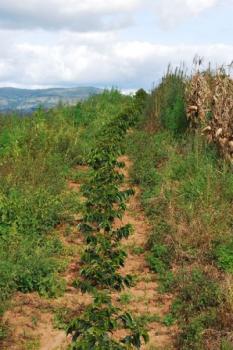 Ridders Kaffeer&ouml;sterei Sumagu