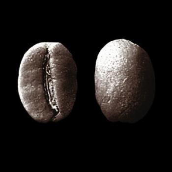 SAMOCCA Monsooned Malabar AA (Indien)