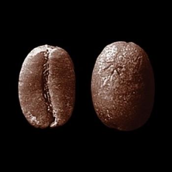 SAMOCCA Organic Kaffee Capucas (Honduras)