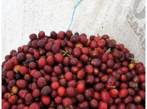 Schamong Kaffee EL SAVLADOR `EL MOLINO` BUENA VISTA