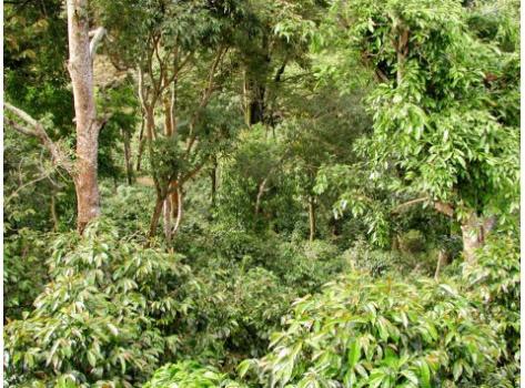 Schamong Kaffee PANAMA BOQUETE FINCA CASA RUIZ