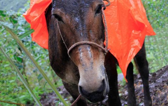 Wildkaffee Guatemala Antigua
